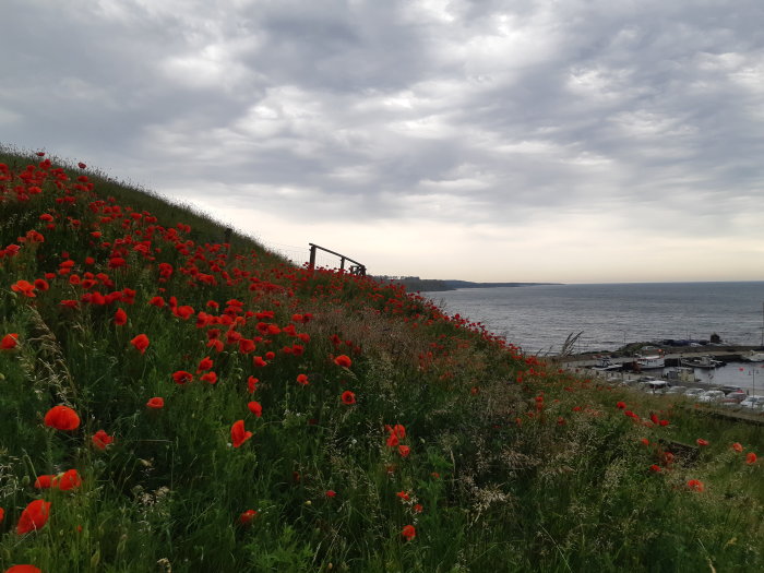 Grönskande kustslänt med lysande röda vallmoblommor, övergång till molntäckt himmel och havsutsikt med småbåtshamn.