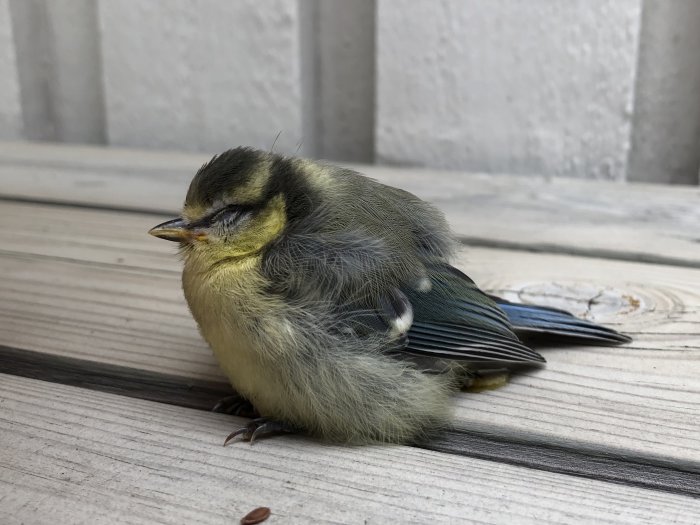 Ungfågel vilar på trätrall efter att ha flugit in i ett fönster