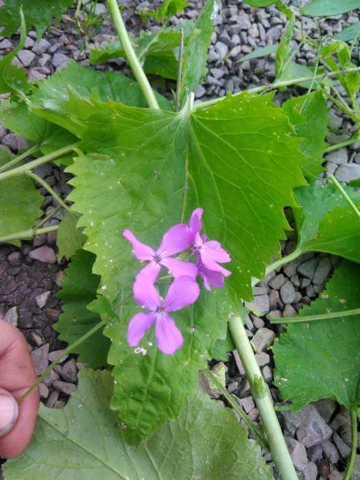 Växt med stora gröna blad och lila blommor hålls av en hand mot en grusig markbakgrund.