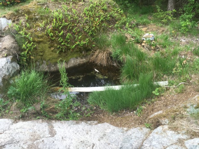 Naturlig grop med öppet berg och vatten omgiven av växtlighet och stenar.