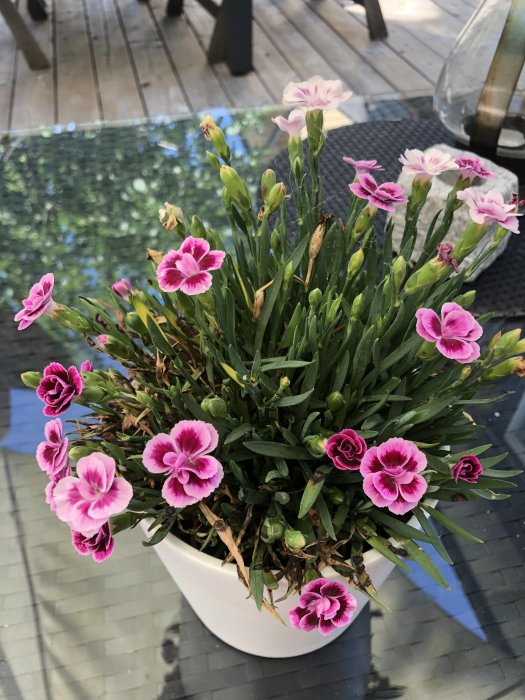 Trädgårdsnejlikor med rosa och vita kronblad i en vit kruka på ett bord utomhus.