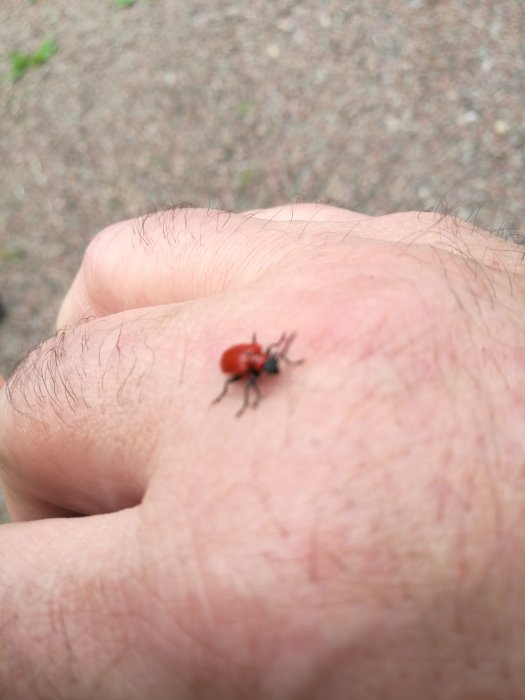 Röd skalbagge på en persons hand mot suddig bakgrund.