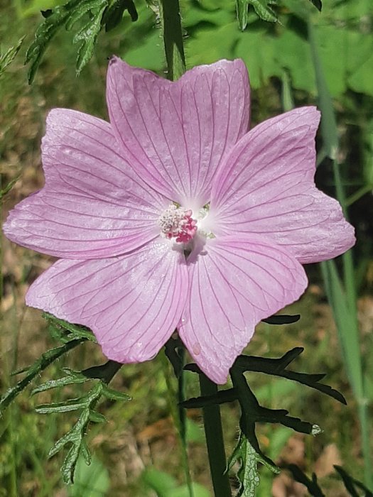 Närbild på en rosa blomma med synliga ståndare och strimmigt grönt bladverk i bakgrunden.