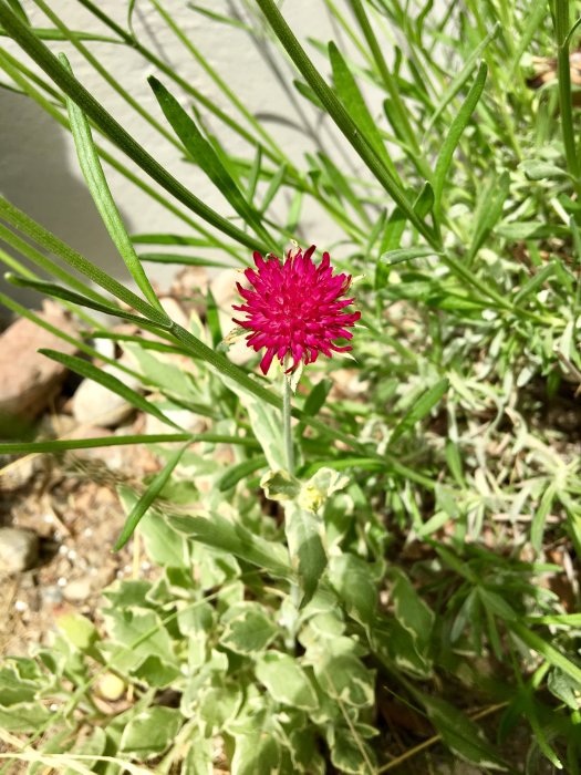 Blommande grekvädd (Knautia macedonica) med röda blommor och gröna löv.