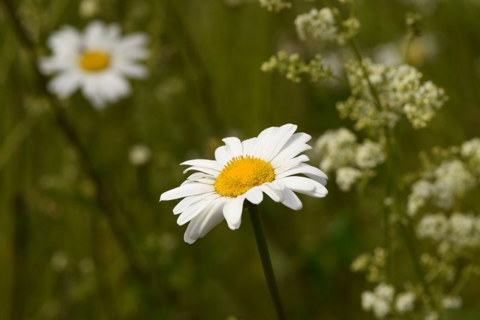 Vild prästkrage och andra blommor på en äng som lockar insekter.