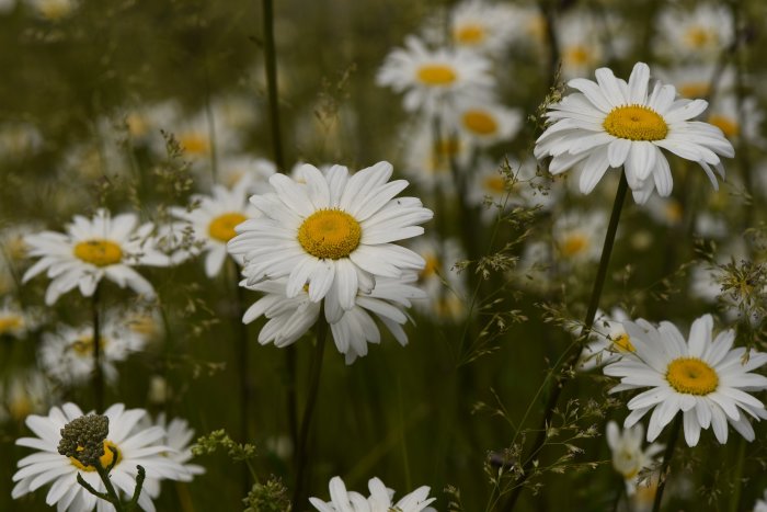 Vit prästkrage i fokus med gula mitten i en äng med vilda blommor.