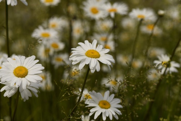 Nahaufnahme einer Wiese mit wilden Gänseblümchen und grünen Pflanzen, symbolisiert einen vielseitigen Biotop.