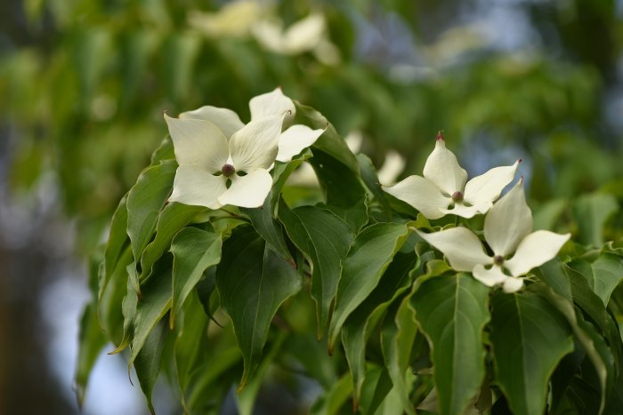 Blommor på kinesisk blomsterkornell 'Schmetterling', med vita blomblad och grönt bladverk.