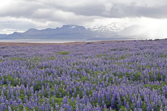 Ett fält av lila lupiner med Islands karga landskap och snöklädda berg i bakgrunden.