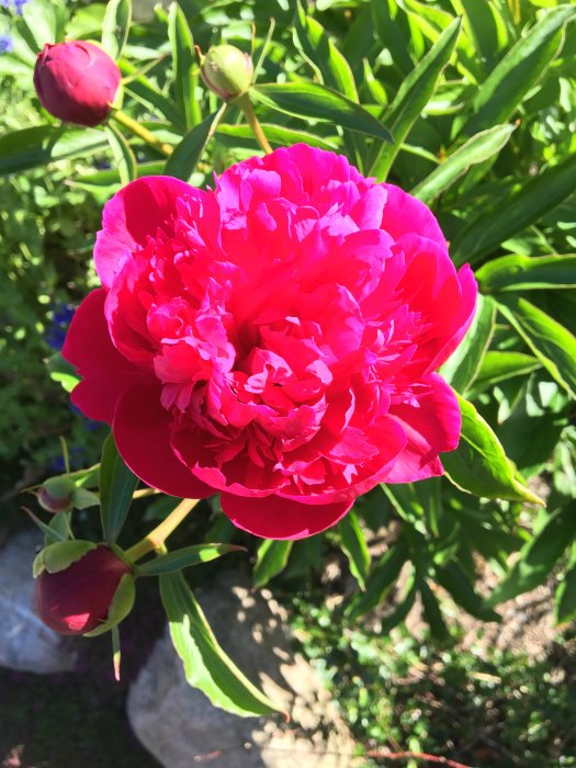 Närbild på en lysande röd bondpion 'Rubra Plena' i full blom, omgivna av oöppnade knoppar och gröna blad.