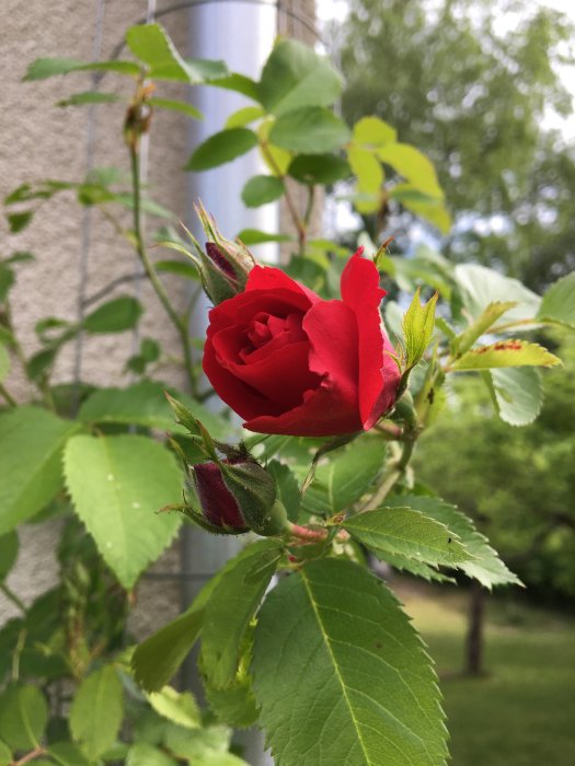 Klätterros 'Flammentanz' med en slående röd blomma och knoppar vid ett stuprör.