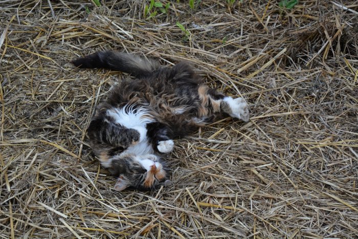 Liggande fluffig trefärgad katt på ett underlag av strå och hö, ser avslappnad och lekfull ut.