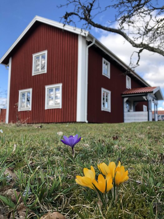 Traditionellt rött svenskt hus med vita knutar sedd utifrån, gräsmatta i förgrunden med krokusar.