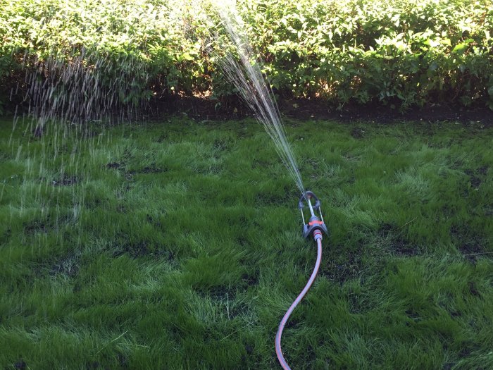 Sprinkler vattnar nyklippt gräsmatta med kala fläckar mot buskig häck i bakgrunden.