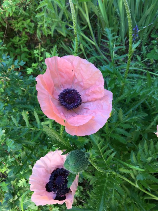 Två blommande orientvallmo 'Princess Victoria Louise' med rosa kronblad och mörkt purpur centrum i en trädgård.