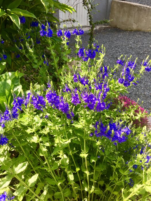 Praktveronika 'Veronica teucrium "Knallblau"' med intensivt blå blommor och gröna blad, trots kamerafel.