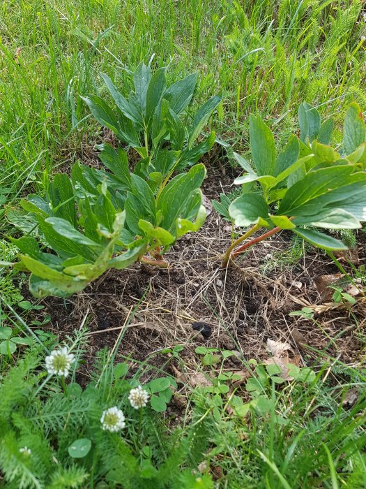 Två pionplantor i gräsmark utan blomning, med synlig jord och omgivande gräs och växter.