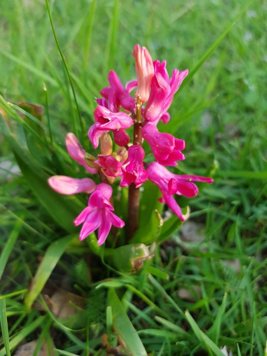 En blommande rosa hyacint i grönt gräs trots att säsongen för dess blomning är förbi.