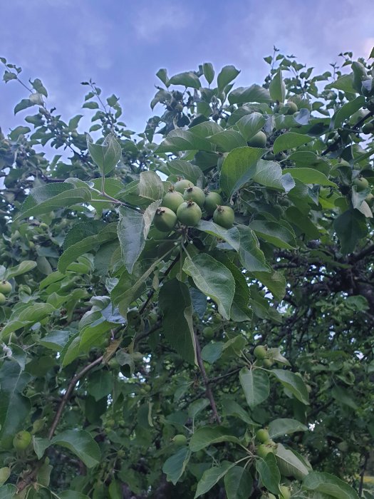Förgrenade grenar av ett äppelträd fyllda med omogna Transparante Blanche äpplen och gröna löv.