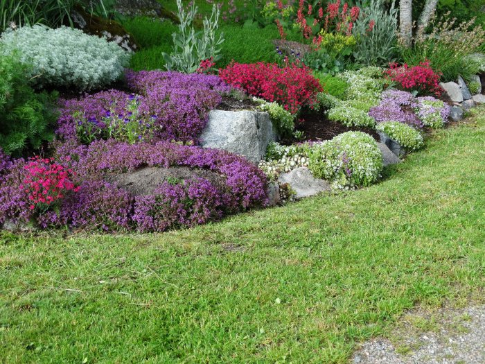 Blomstrande trädgård med lila timjan, röda backnejlikor och andra växter arrangerade längs en stenmur.