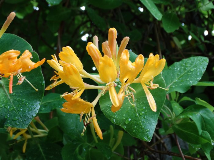 Gula blommor av Tellmans kaprifol med vattendroppar på bladen.