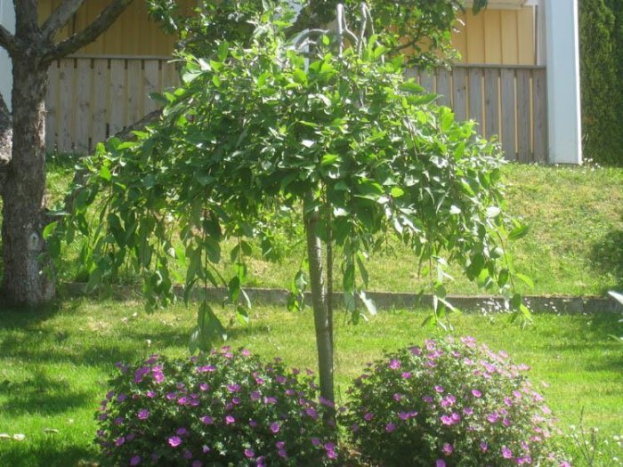 Ett litet träd med hängande grenar i en solig trädgård med blommande buskar nedanför.