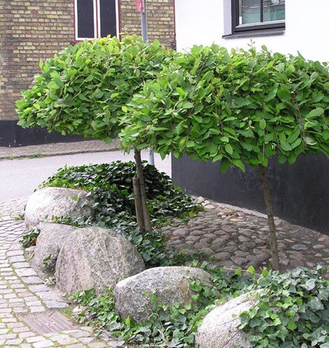 Två små träd av typen hängsälg Salix caprea ’Kilmarnock’ planterade vid en stenbelagd väg och byggnad.