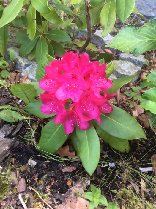 Blommande rosa rododendron med gröna blad på en jordig undergrund.