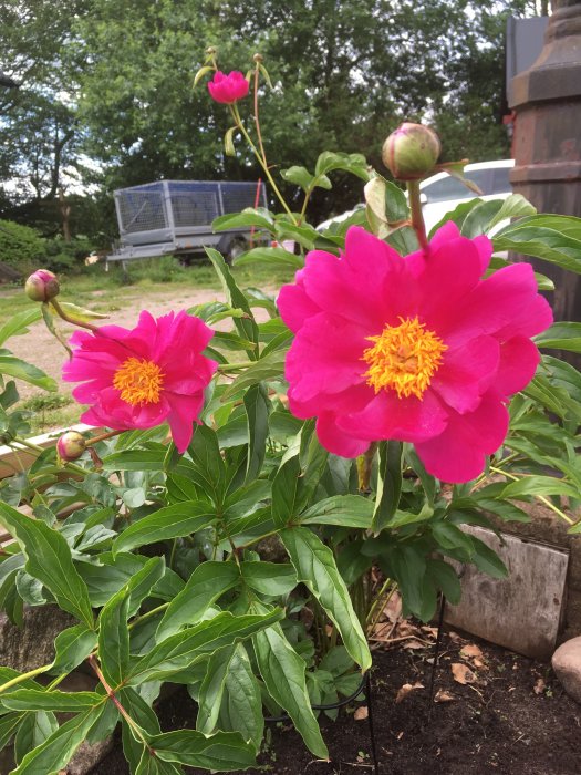 Blommande rosa pioner med gröna blad i trädgård, knoppar och blommor i olika stadier.