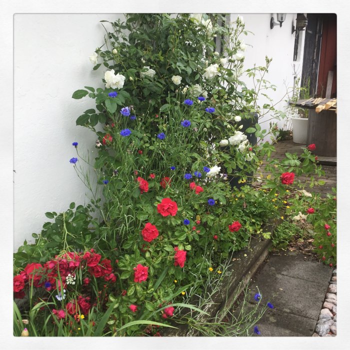 Klätterstöd med röda och vita rosor samt blå blommor vid en vit vägg nära en öppen dörr.