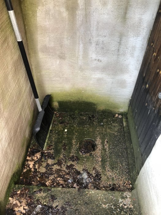 Fuktigt hörn vid källartrappan med mossigt betonggolv och rötskador på träkarmen.