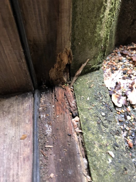 Rutten träkarm vid en källardörr orsakad av fuktproblem.