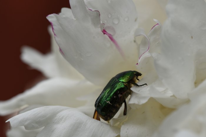 Glänsande grön-guldbagge på vit blommande pion söker nektar, vattendroppar på kronbladen.