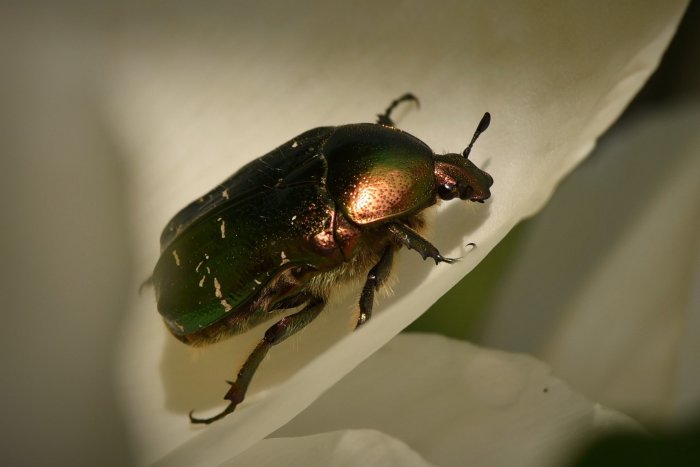 Skimrande gräsgrön till bronsskimrande skalbagge på vitblommande pion.