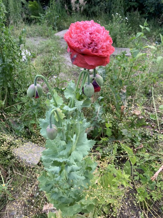 Stor röd rosliknande blomma med oöppnade knoppar i trädgårdsmiljö.