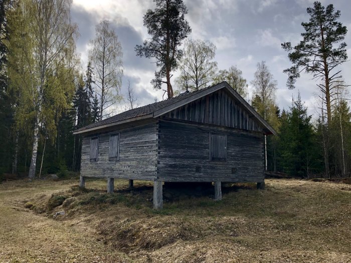 Gammal timrad fäbod på träpelare i en skogsglänta med stängda fönsterluckor och naturen i bakgrunden.