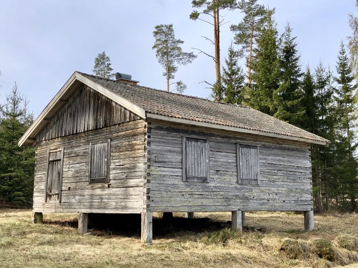 Gammal timmerstomme för en hölada på pålar med sliten träfasad och skiffertak i en skogsglänta.