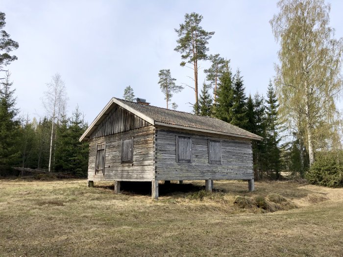 Gammal fäbodstuga med slitet trä och höjd från marken omgiven av träd och gräs.