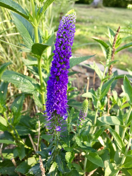 Lila blomstrande Axveronika (Veronica spicata) i naturlig miljö.