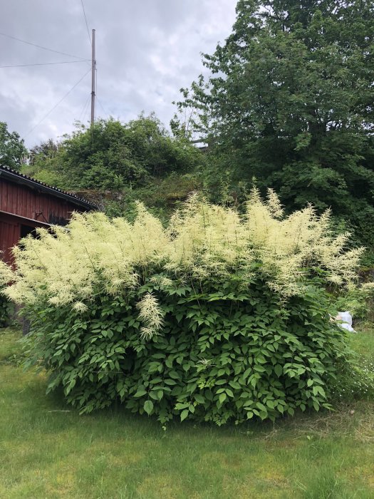 Lummig grön buske med vita blomsterplommon, populär bland humlor, i en trädgård.