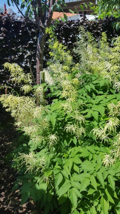 Ljusgrön honplanta av plymspirea främst och lite ljusare hanplanta i bakgrunden, omgivna av flora.