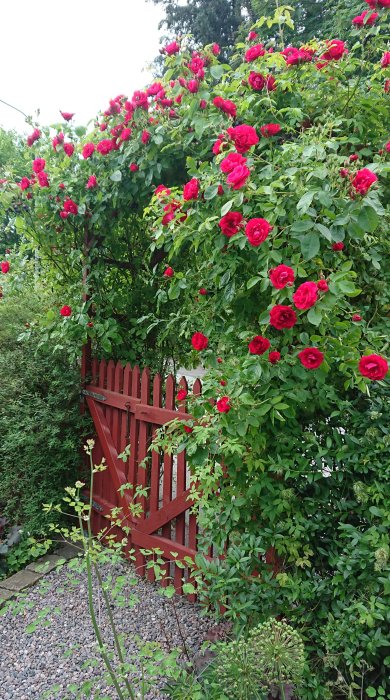 Röda Flammentanz-rosor i full blom över ett rött trädgårdsstaket, lagom till midsommar.