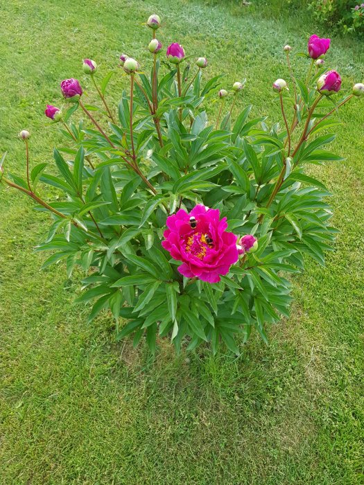 Blommande pion med öppna och knoppande rosa blommor och gröna blad, humla på en av blommorna.