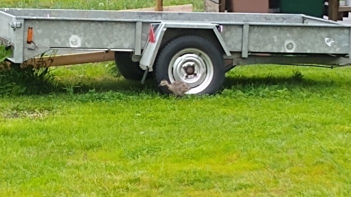 Storspov med ungar i gräset bredvid en släpvagn, tagen med mobilkamera.