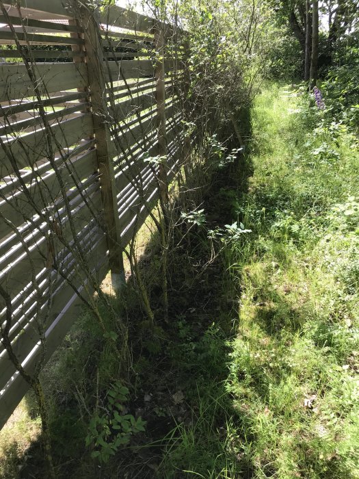 Gamla spretiga rosenträd längs ett staket, gräs och grönska, med plats för nya thuja-plantor.