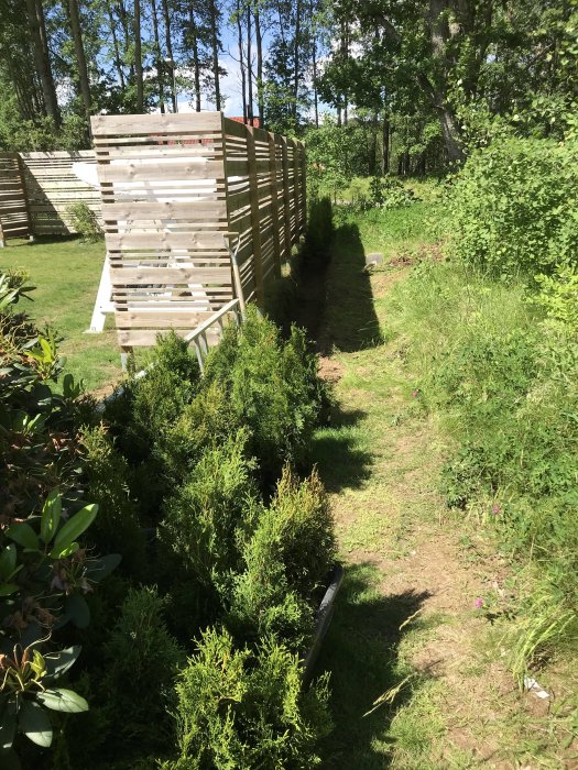 Nyplanterade thujaplantor i en rad längs ett trädgårdsstaket, med oväxt mark runtomkring under en solig dag.