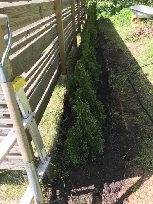 Nyplanterade thuja-häckplantor längs ett staket med en trädgårdsslang och skottkärra i bakgrunden.