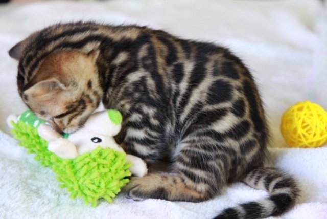 En liten Bengal kattunge med distinkta mönster leker med en grön leksak på vit filt.