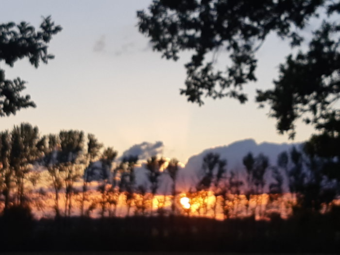 Solnedgång mellan silhuetter av träd under midsommar.