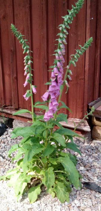 Fingerborgsblomma med lila klockliknande blommor framför en röd trävägg och grusig mark.